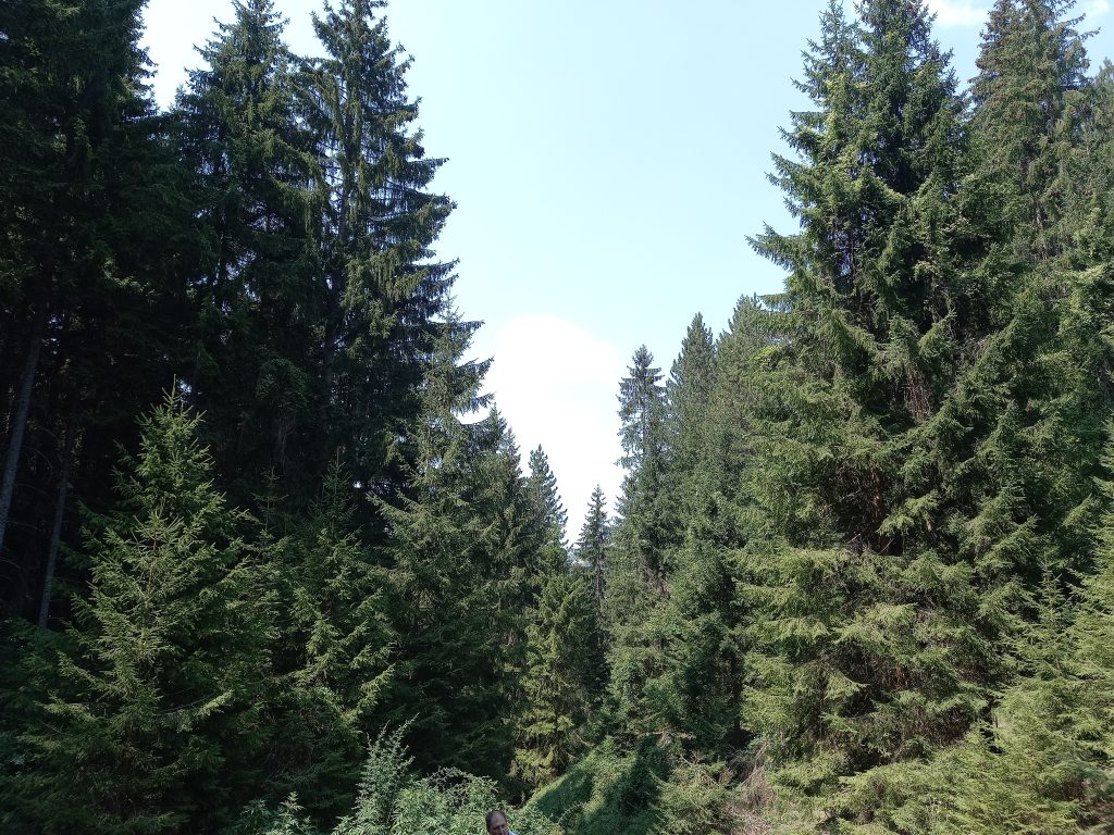 zlatar