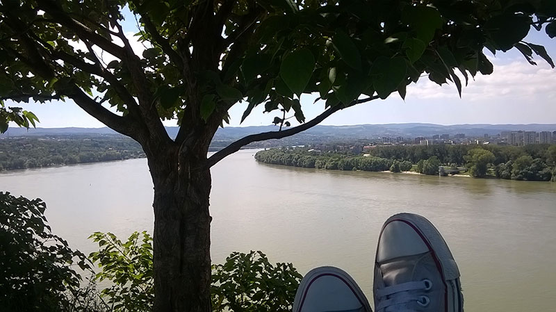 Petovaradinska tvrđava patike starke, usamljeno drvo i pogled sa visine na reku