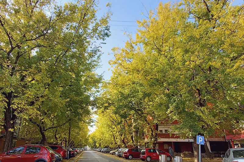 Miholjsko leto u prirodi Srbije
