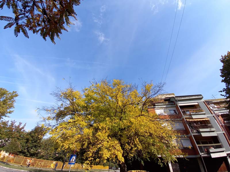 žuta jesenjakrošnja u Novom Sadu