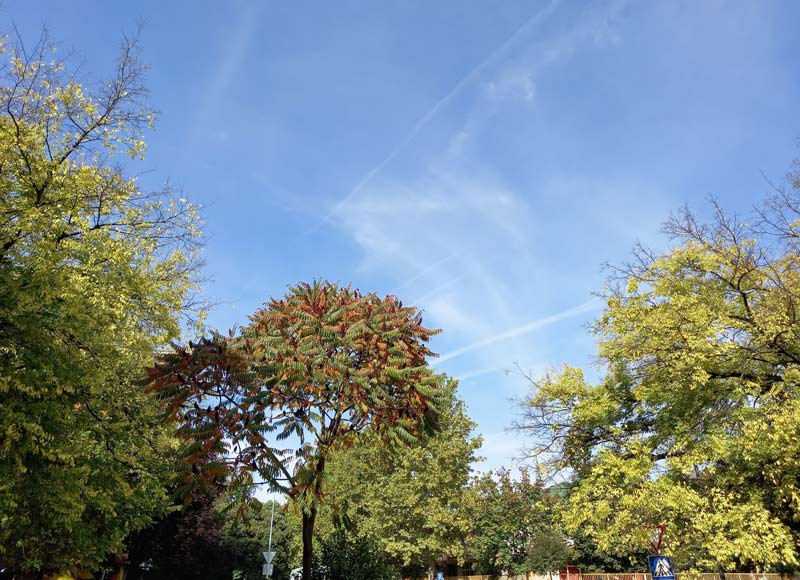 krošnje drveća i pogled u plvo nebo