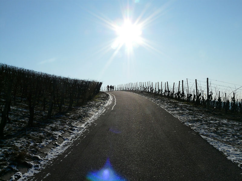 put i vinograd zimi