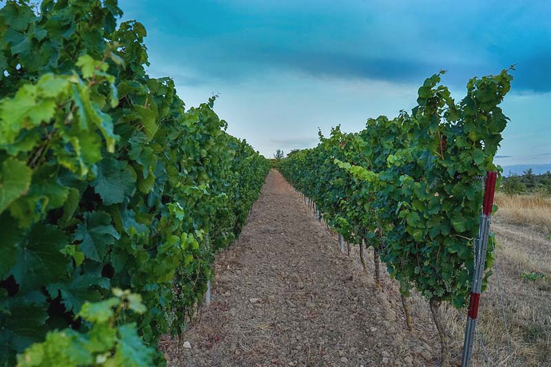 Vinogradi kod Vršca
