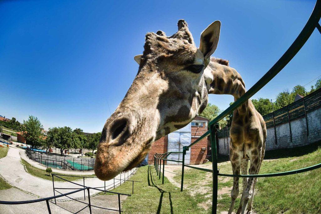 Žirafa Jovanča u zoo vrtu u Jagodini